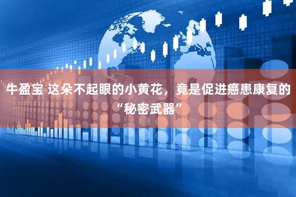 牛盈宝 这朵不起眼的小黄花，竟是促进癌患康复的“秘密武器”